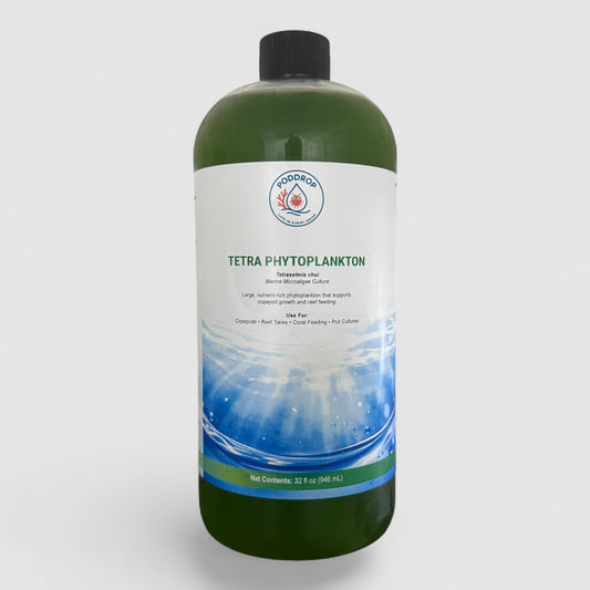 Tetraselmis chui Live Phytoplankton