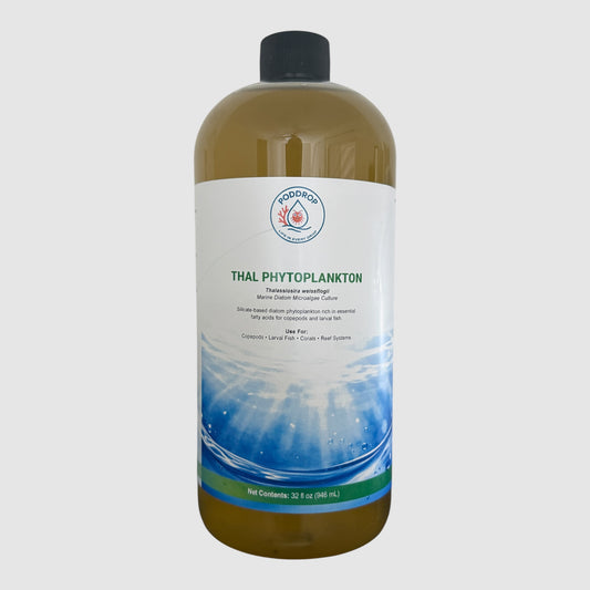 Thalassiosira weissflogii Microalgae Culture