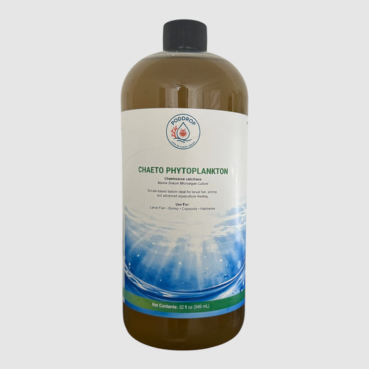 Chaetoceros calcitrans Microalgae Culture