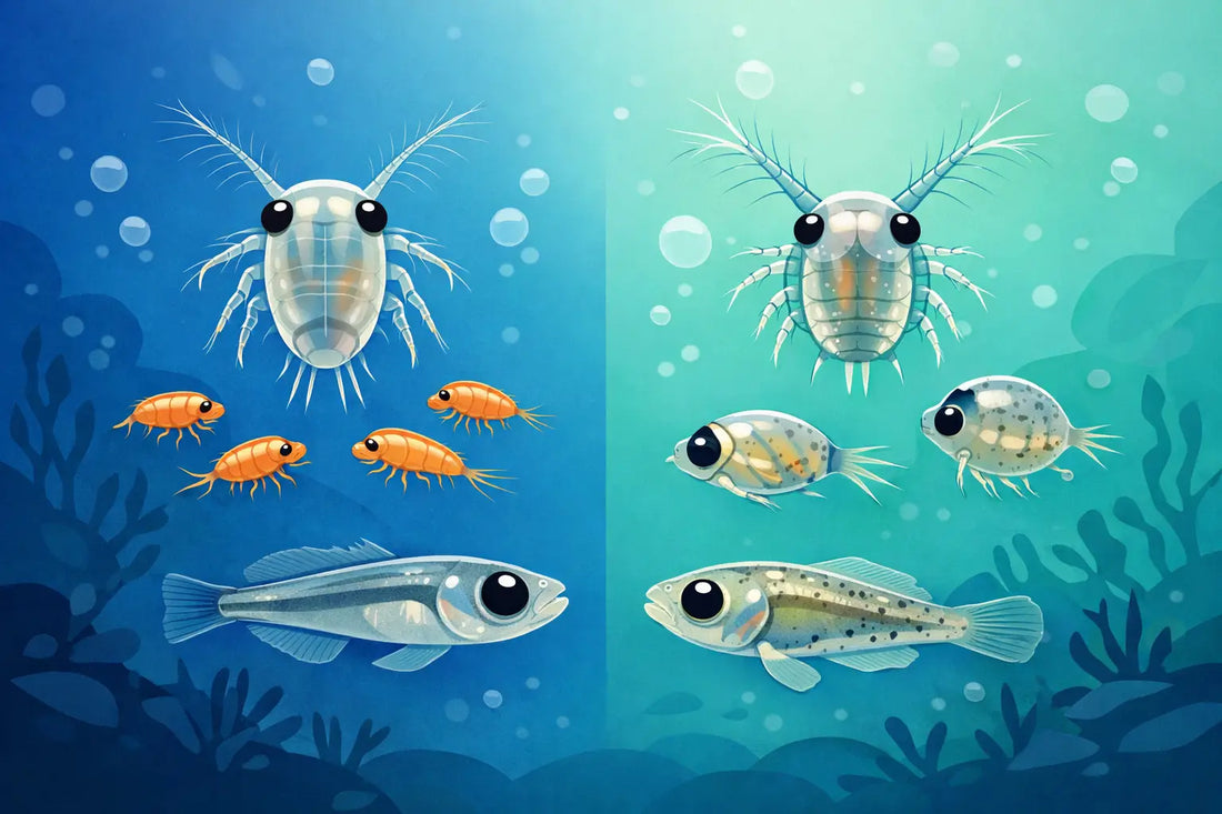 Parvocalanus vs Acartia Larvae for Marine Fish