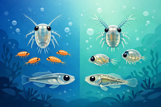 Parvocalanus vs Acartia Larvae for Marine Fish