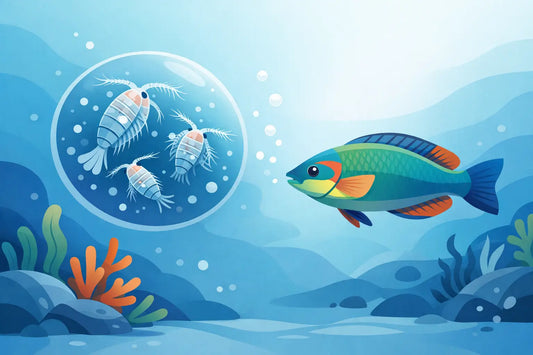 Best Copepods for Wrasse Feeding