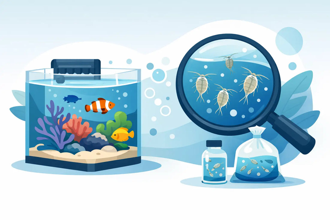 Are Live Copepods Worth It for Reef Tanks?