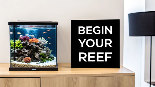 Your Guide to a Thriving Nano Reef Tank Setup