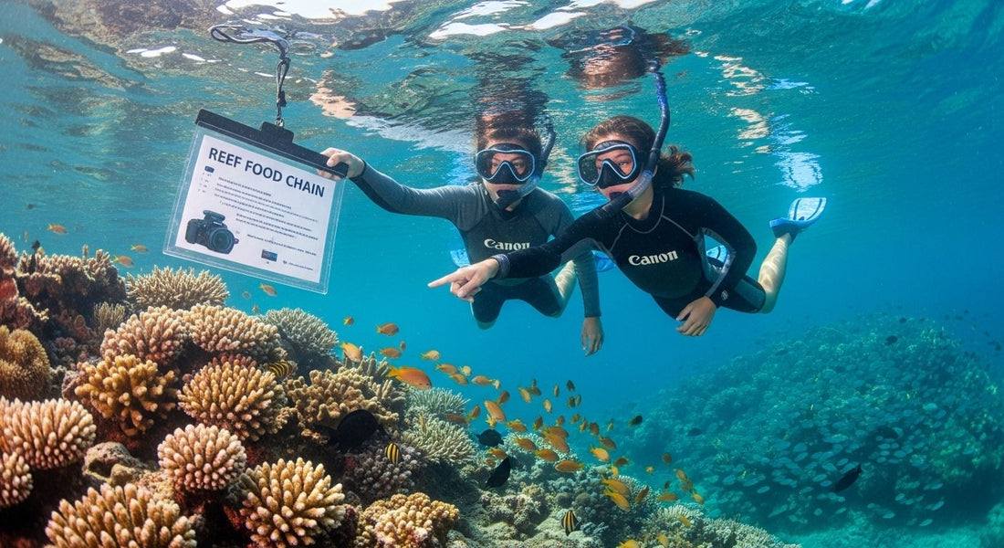 reef food chain underwater