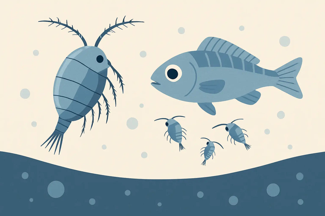 Parvocalanus for Larvae: When It Wins