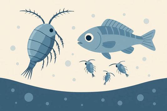 Parvocalanus for Larvae: When It Wins