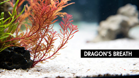 A Guide to Dragon's Breath Macroalgae Care