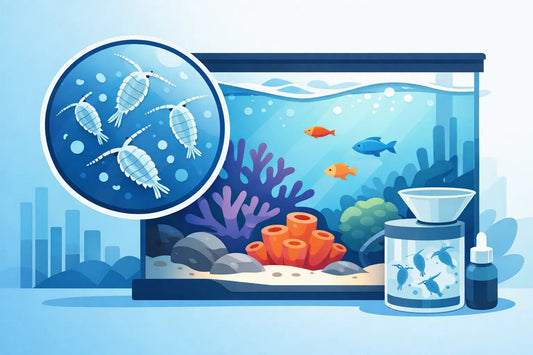 Copepod Stocking Density for Reef Tank Success