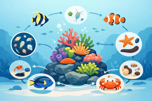 Reef Tank Biodiversity Food Web Guide