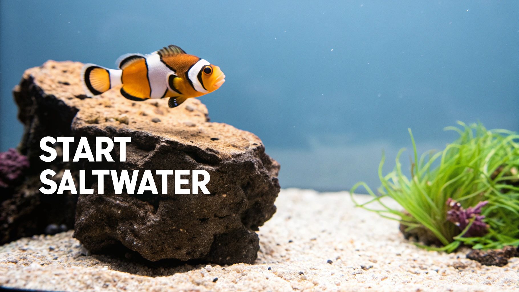 Your Guide to Starter Fish for Saltwater Tanks – PodDrop