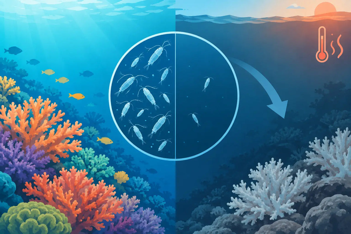 Why Copepod Population Decline Happens in Reefs