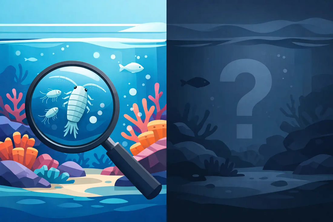 Why Did My Copepods Disappear in Reef Tanks?