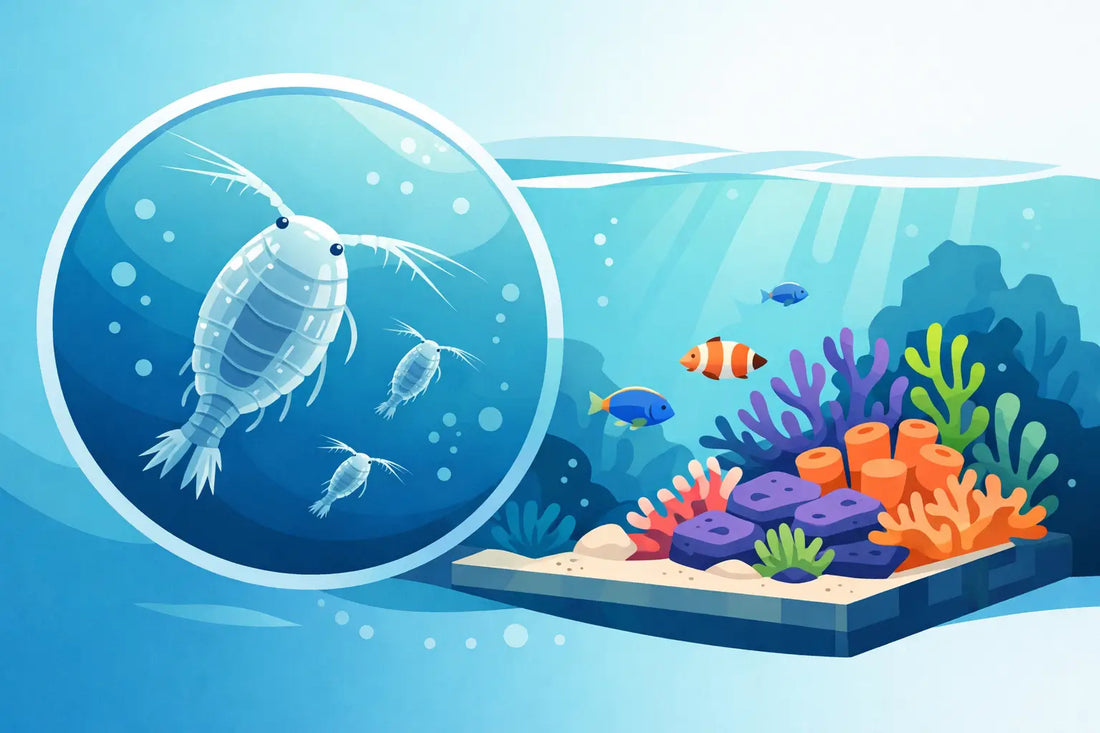 Copepod Cultures That Perform in Reef Systems