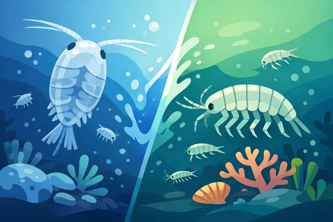 Copepods vs Amphipods for Reef Tank Microfauna