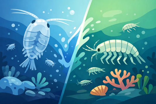 Copepods vs Amphipods for Reef Tank Microfauna