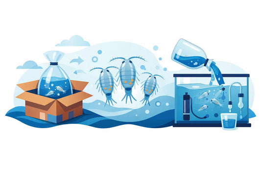 Copepod Shipping and Acclimation Guide