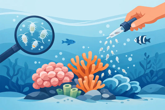 How to Feed Coral With Copepods Right