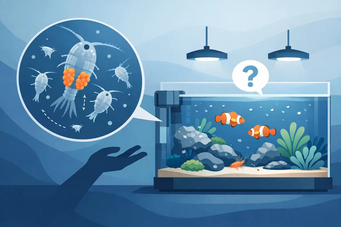 Do Copepods Reproduce in Display Tank Only?