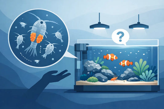 Do Copepods Reproduce in Display Tank Only?