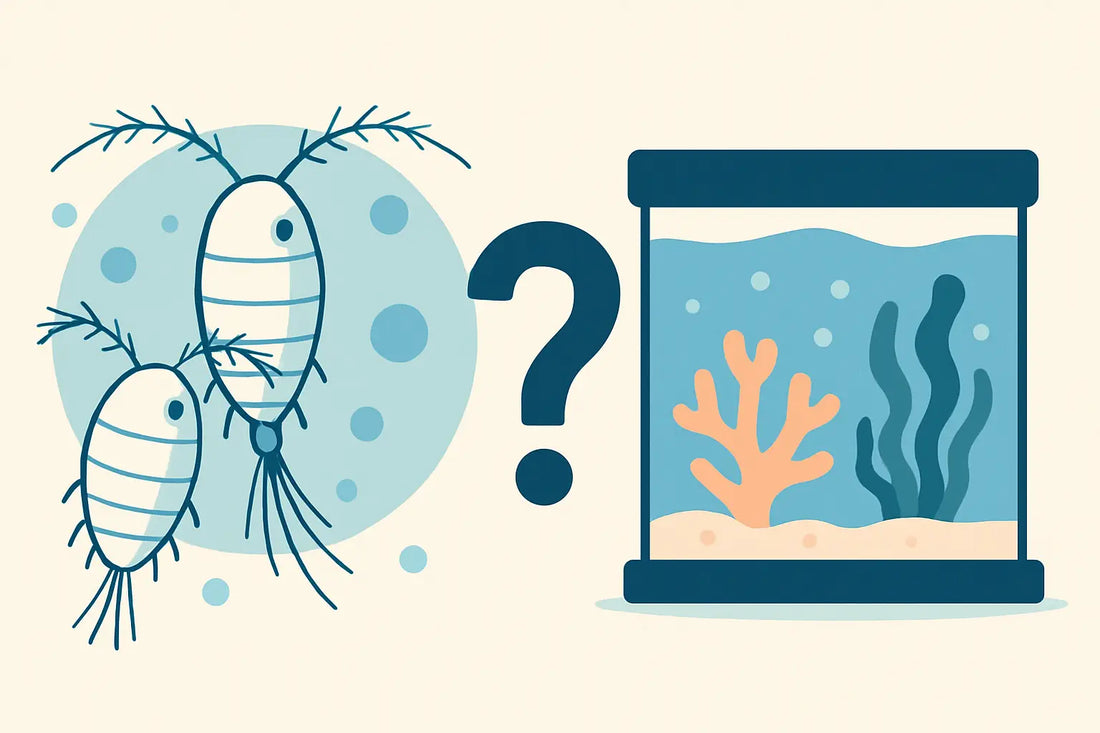 Oithona Copepods for Reef Tanks: Culture or Buy?