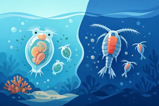 Rotifers Copepods Comparison for Reef Feeding