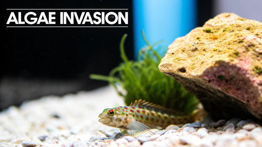 Hair Algae Eaters Marine: Your Guide to a Cleaner Reef