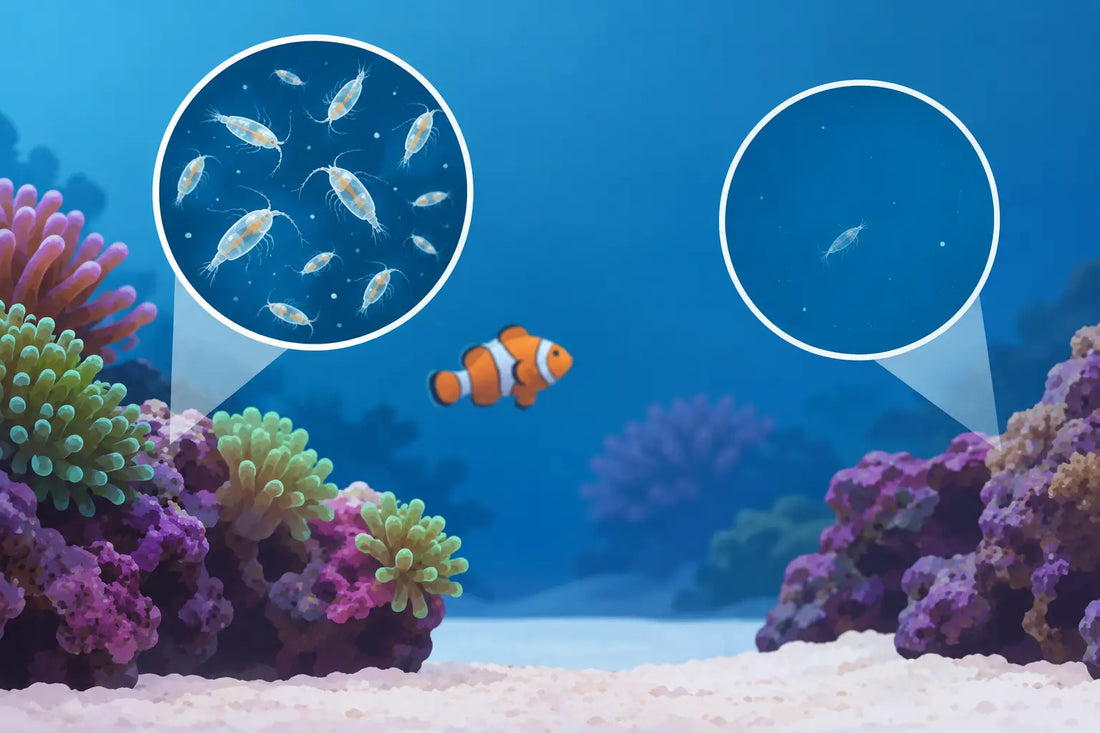 Why Are Pods Disappearing From Your Reef Tank?