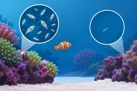 Why Are Pods Disappearing From Your Reef Tank?