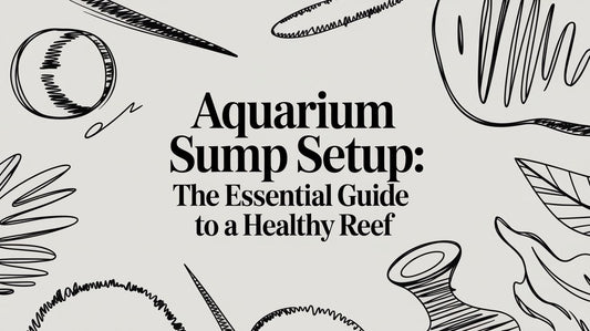 Aquarium Sump Tank Setup: The Essential Guide to a Healthy Reef
