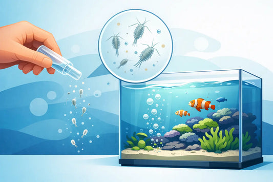 Introduce Copepods Without Clouding Your Aquarium