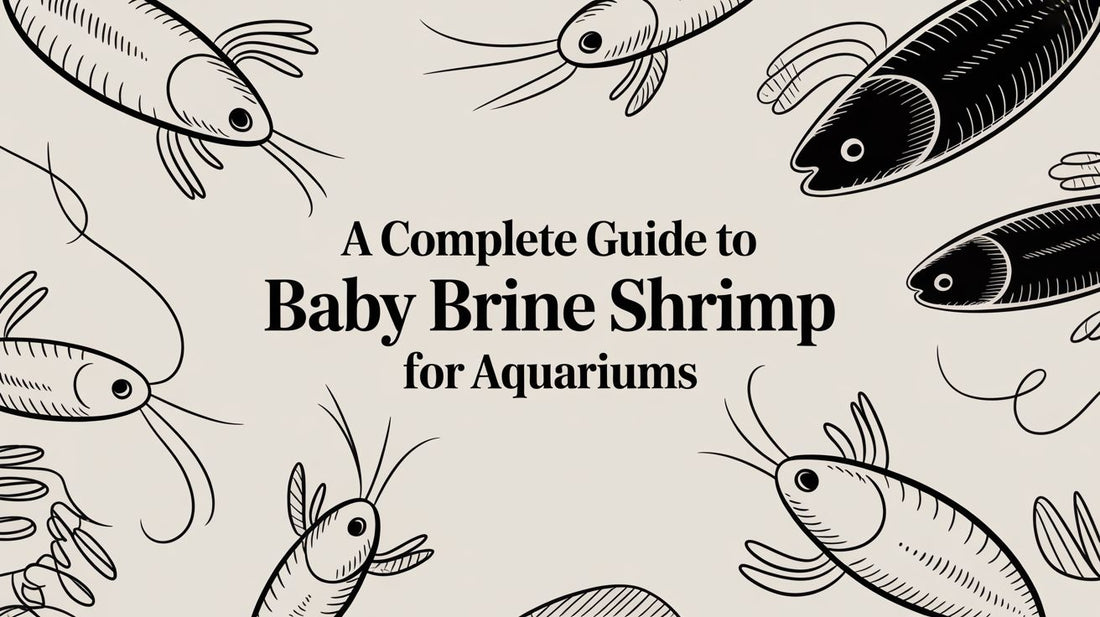 A Complete Guide to Baby Brine Shrimp for Aquariums