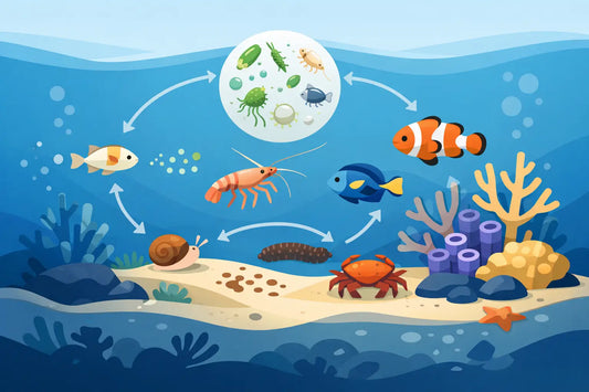 How a Reef Tank Food Web Builds Stability