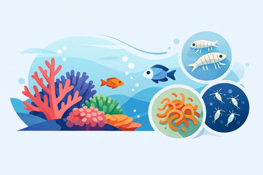 Best Live Foods for SPS Coral Coloration