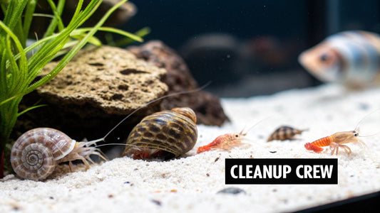 Your Guide: cleanup crew for saltwater tank to boost reef health
