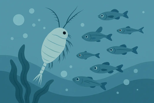 Acartia Copepods for Marine Fish Larvae