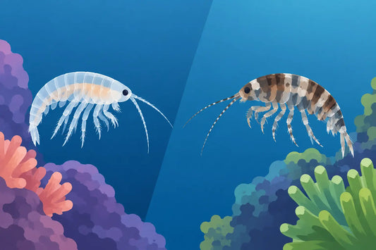 Tisbe Versus Tigriopus Behavior in Reef Tanks