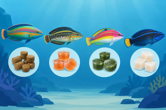 Best Pods for Wrasse Feeding by Wrasse Type
