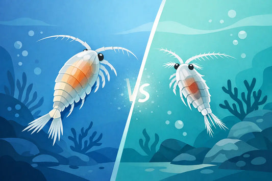 Apocyclops vs Tisbe Copepods for Reef Tanks