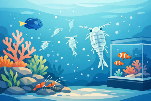 What Are Copepods and Why Your Reef Tank Needs Them