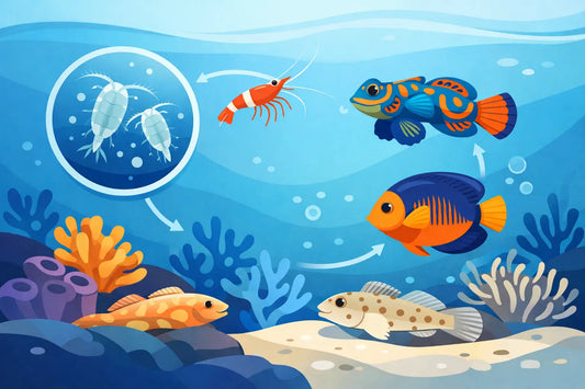 What Eats Copepods in Reef Tanks and Why It Matters