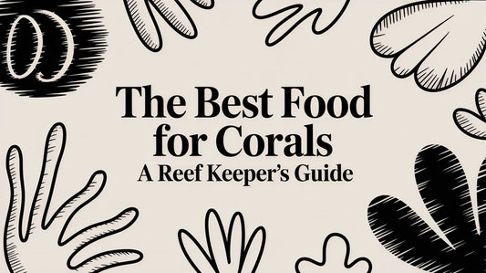 The Best Food For Corals A Reef Keeper's Guide