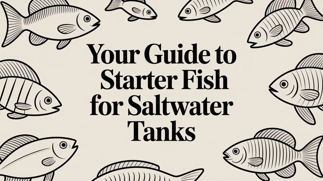 Your Guide to Starter Fish for Saltwater Tanks