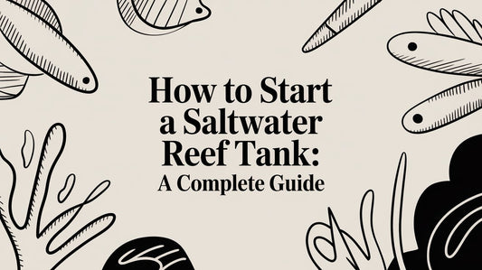 How to Start a Saltwater Reef Tank: A Complete Guide