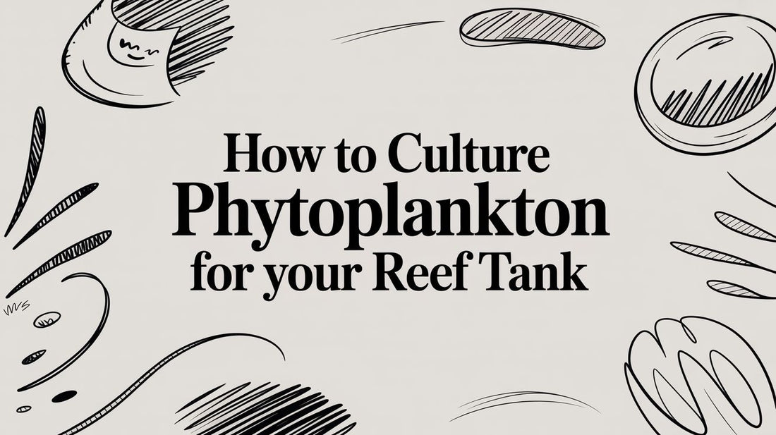 How to Culture Phytoplankton for Your Reef Tank