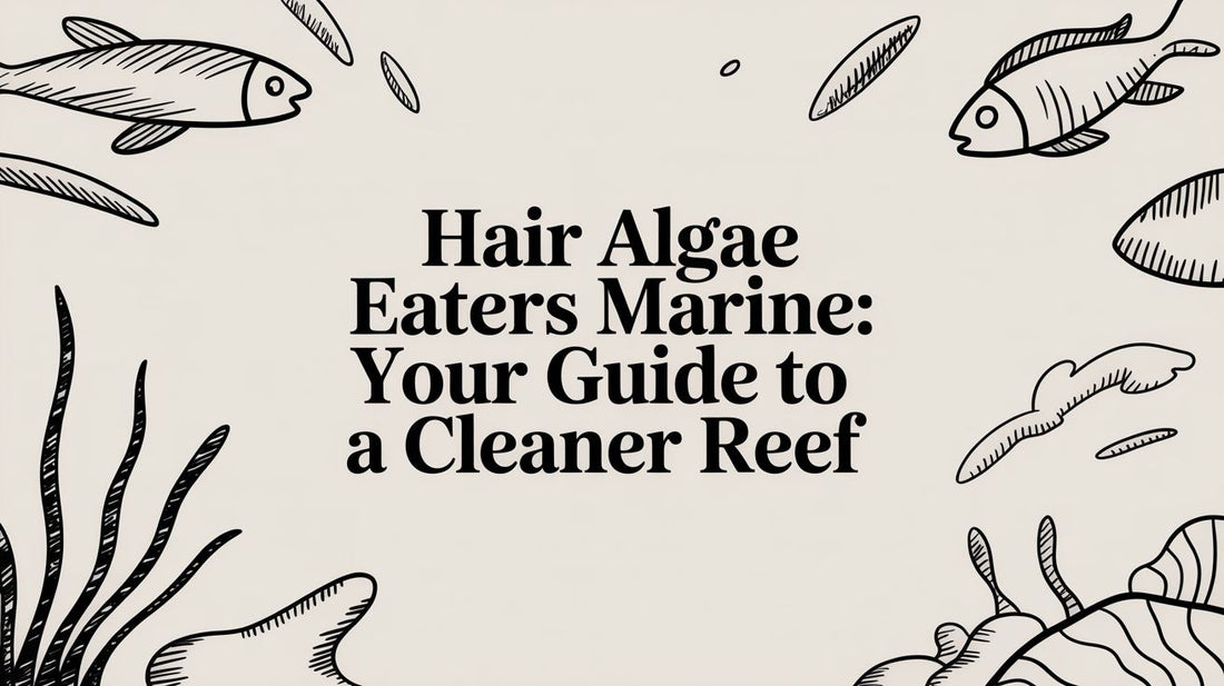 Hair Algae Eaters Marine: Your Guide to a Cleaner Reef