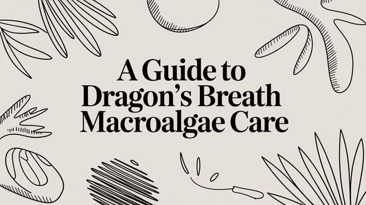 A Guide to Dragon's Breath Macroalgae Care