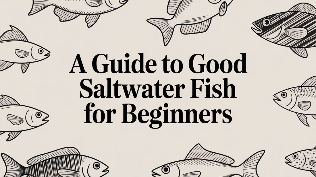 A Guide to Good Saltwater Fish for Beginners