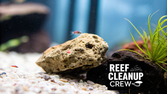 How to Add Copepods to Tank for a Thriving Reef (how to add copepods to tank)