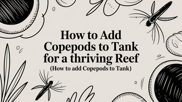 How to Add Copepods to Tank for a Thriving Reef (how to add copepods t ...